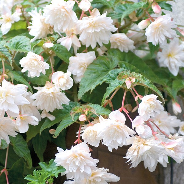 White Double Hanging Basket Begonia Live Flower Bulbs Spring Shipping