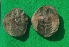 FOSSIL POSITIVE NEGATIVE CALMONIID TRILOBITE FROM THE DEVONIAN OF BOLIVIA