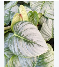 Philodendron Sodiroi Ornatum Silver indoor houseplants in 3" pot
