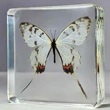 Dragon Swallowtail Butterfly in Resin, Curiosities, Sericinus montela