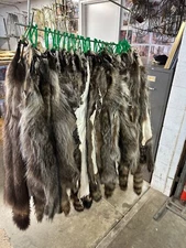 Tanned Raccoon Hide Small Split Open Pelt Fur Green Tag