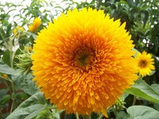 Sungold Sunflower Tall Teddy Bear 10 Seeds Helianthus annuus Free Shipping