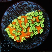 CS SUNSET MONTI - WYSIWYG LIVE CORAL