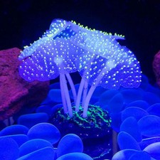 Silikon Künstliche Aquarium Sea Anemone Pflanzen Ornament Dekoration