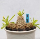 7cm RareSucculent Plant Euphorbia parvimedusae OwnRoot WYSIWYG Boutique
