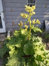 RHUBARB PLANTS OLD VICTORIAN VARITY ORGANICLY GROWN RUBARB STARTER RHIZOMES