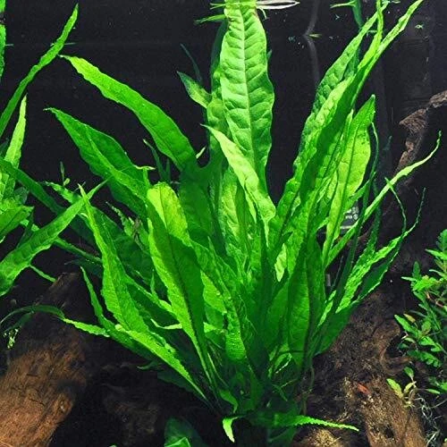 Java Fern on HALF Mat Live Aquarium Plants BUY 2 GET 1 FREE - Image 2 of 4