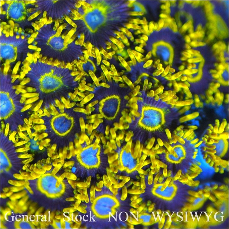 Corals of Eden NON WYSIWYG Live Coral Frag~ YellowHornet Zoanthid Coral 2 Polyps