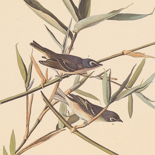 Audubon Amsterdam Ed Double Elephant Folio lithograph Pl 28 Solitary Flycatcher - Picture 2 of 2