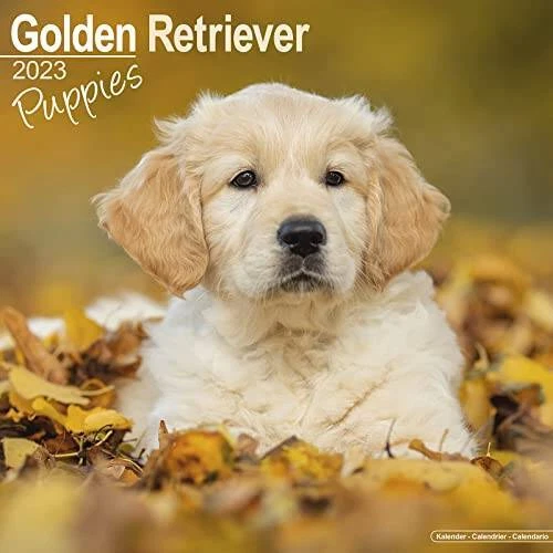 Golden Retriever Puppies Calendar - Dog Breed Calendars - 2022 - 2023 wall  - NEW | eBay