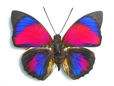 Agrias claudina Croesus ミイロタテハ Agrias claudina Croesus
