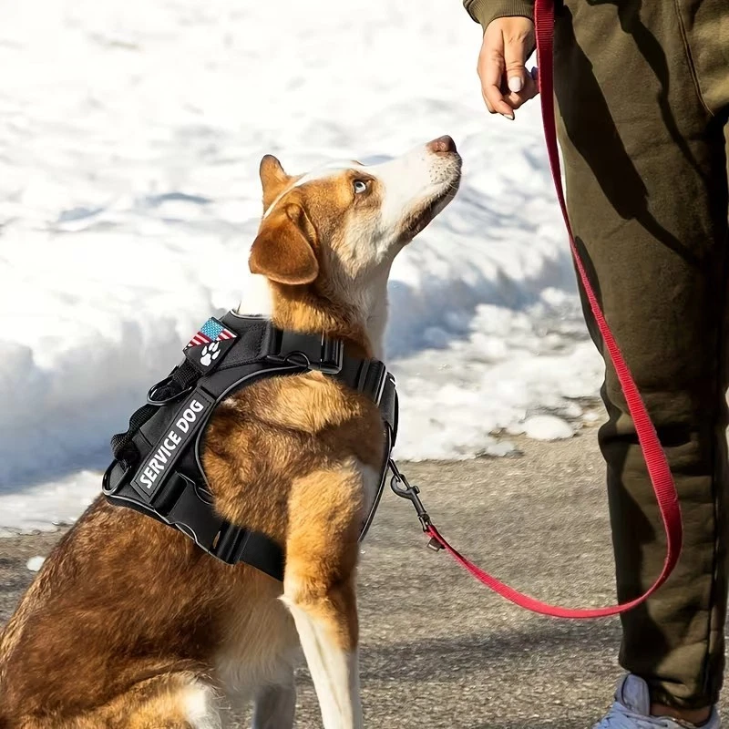 Dog harness