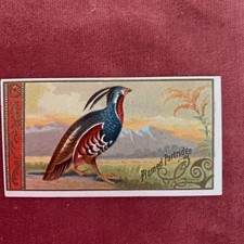 ALLEN & GINTER N13 GAME BIRDS cigarette card 1889 - PLUMED PARTRIDGE