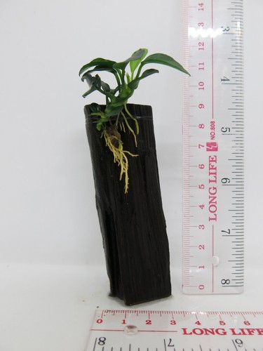 Anubias Nana on Driftwood /Bogwood /Pine cone Freshwater tropical aquarium plant - Picture 18 of 52