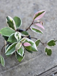 Hoya Argentea Princess | eBay