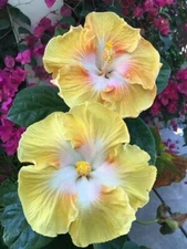 20 Yellow White Hibiscus Seeds Flowers Flower Seed Perennial Bloom US SELLER