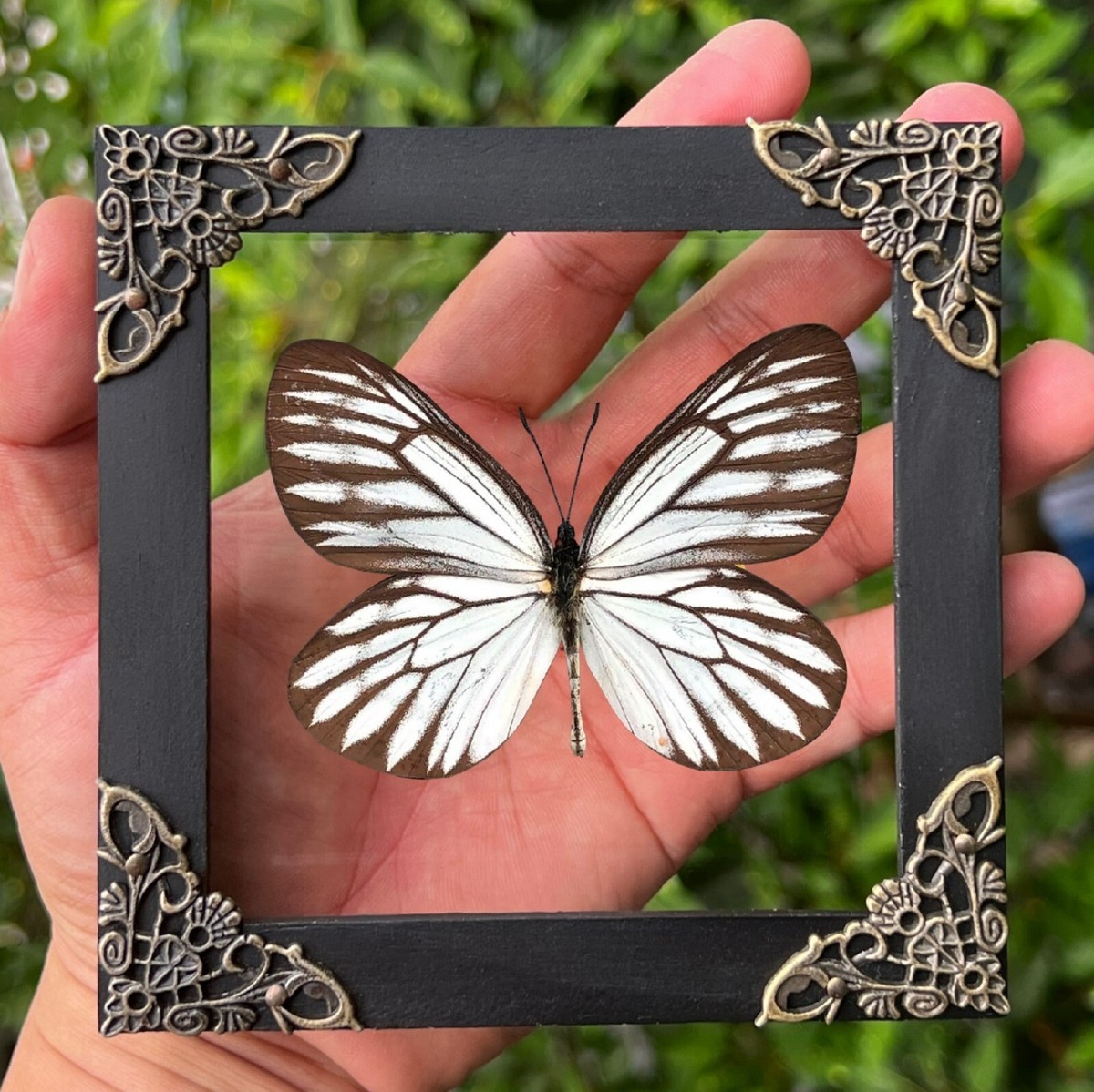 Real Butterfly Art Decor Taxidermy Insect Open Wings Display 