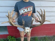 Mega Giant 200 Inch Dark 18 Point Whitetail Deer Antlers Skull Rack
