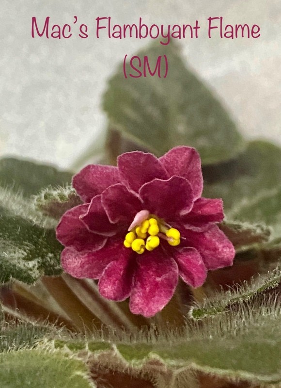 African Violet~ Mac’s Flamboyant Flame! Semiminiature!~Starter