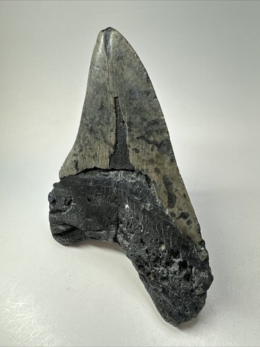 Megalodon Shark Tooth 5.50 inch - Huge - Wide Fossil - Authentic - Real 18744 - Picture 5 of 8