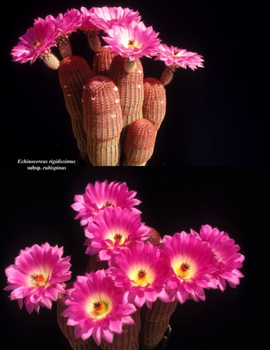 Echinocereus book - Picture 8 of 15