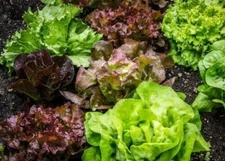 7 Varieties Lettuce : Oak Leaf Red, Prizehead, Iceberg, Hanson,Buttercrunch 2025