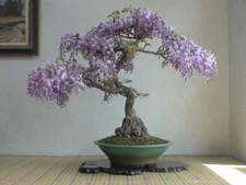 50 Bonsai Tree Seeds for Planting Royal Empress Tree