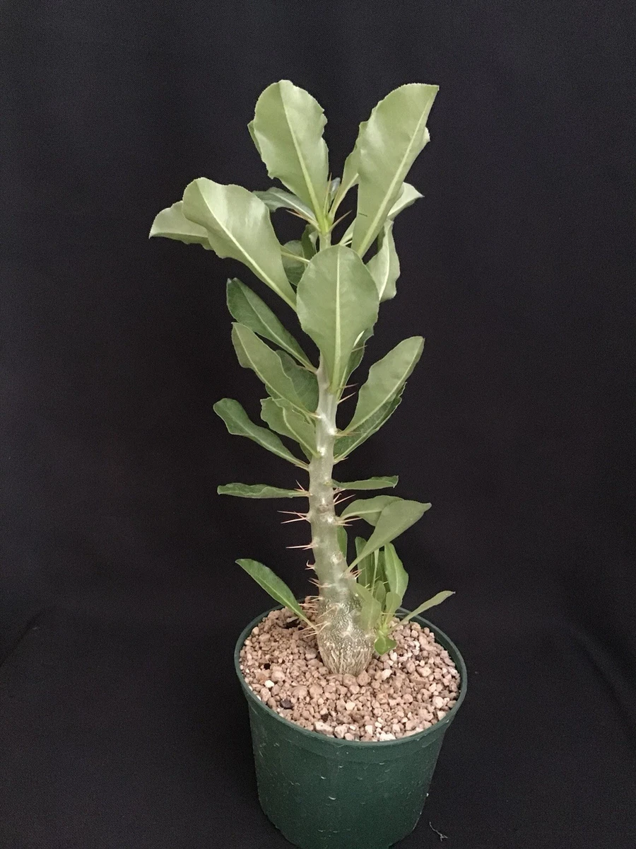 Caudiciform for sale | eBay