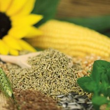 CHICKENGOLD® WACHTGOLD® grano estivo antiacari e stress da calore (1,32 EUR/kg)