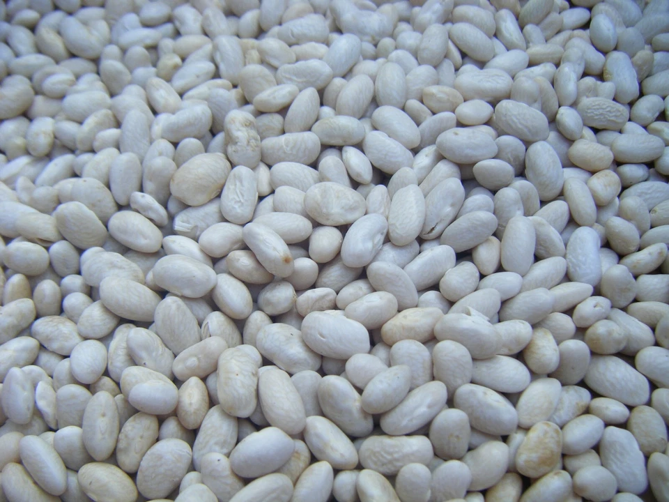 Más de 300 semillas de reliquia de frijoles grasos blancos Kentucky Cornfield 300+ enviadas por correo rápido Foto 3 de 4