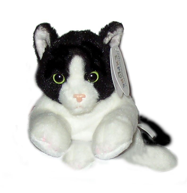 Black and White Cat 8