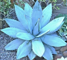 Agave Titanota Blue, hardy exotic succulent aloe rare rose plant seed 100 SEEDS 