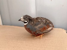 12 Button Quail fertile hatching eggs In Different Colors And Free Shopping