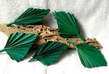 Hawaii Bob’s Emerald Palm Spears 12 pc Dried grass decor DIY floral arrangement,