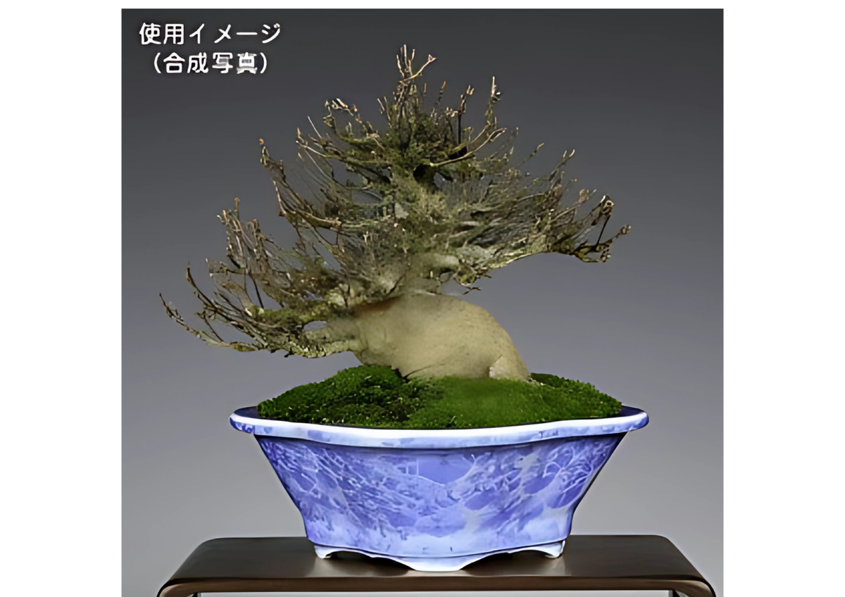 盆栽 Jsan speed pack Bonsai Pot Kiyomizu HEIAN SENZAN 6.1