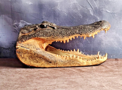 Large 13-14'' Alligator Head Genuine Louisiana Gator Real Taxidermy Gator Head