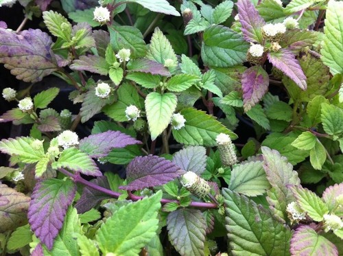 Herb plants, garden ready, 9cm pots lots of choice - Picture 164 of 298