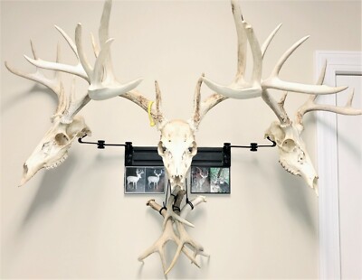 RACK TRACK European Skull Mounting Kit-18  Kit #3  3 Pivoting Deer Skull Hangers