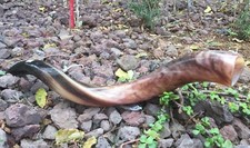 Shofar Yemenite Kudu Horn 28''-31' Kosher Full Polish  Free Shipping   GIFT