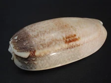 Monster...OLIVA SERICEA~75.6mm!!~Philippines SEASHELL