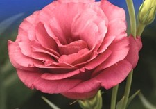 LISIANTHUS EUSTOMA DOUBLE TALL BOUQUET - ABC™ MISTY PINK - 5 SEEDS. 90-110 cm
