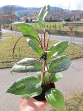 Wachsblume Hoya verticillata wayang splash 2 6.3