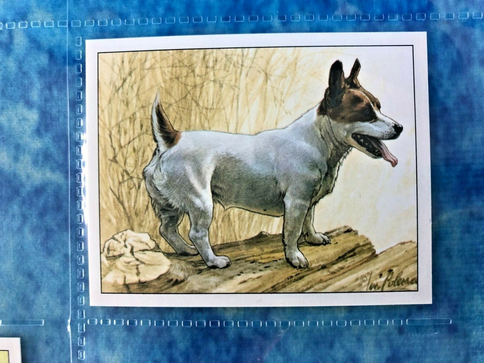 1999 Imperial Dog Collection Jack Russell Terriers A Series of 6 Trade Cards - Picture 5 of 7
