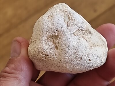 Versteinerter Dino Coprolit/Poo faszinierendes Exemplar. Eine Beschreibung unbedingt lesen L175g