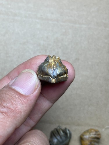 9 Stück schöne devonische Zeit Brachiopod Yunnanella Exemplarstein - Bild 15 von 24