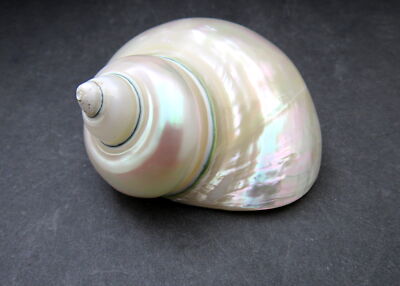 Pearlized Jade Turbo Shell Turbo Burgessi (1 shell approx. 3.5+ inches)