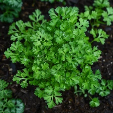 Chervil Curled Seeds, Herb, Fine Leaves, Mild Flavor, Non-GMO, Free Shipping