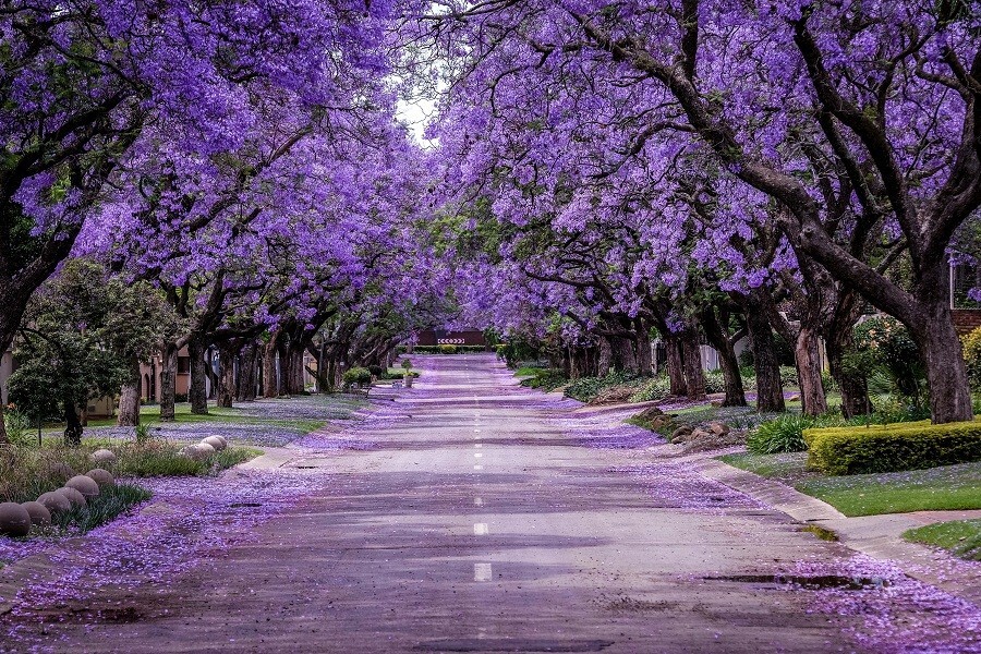 LIVE PLANT 3ft Jacaranda mimosifolia Blue Jacaranda Tree Black
