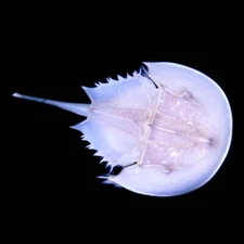 3-Pack Horseshoe Crabs Live – Sand Sifting Inverts for Saltwater Reef Aquariums