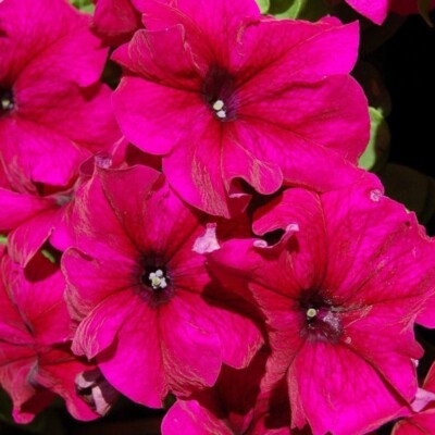 Petunia seёds, Petunia Burgundi F1 seёds, organic seёds #482+TRACK  